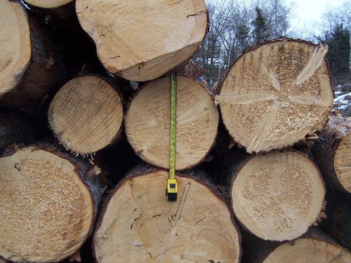 原木價(jià)格飆升至25年峰值 市場(chǎng)震蕩與未來(lái)展望